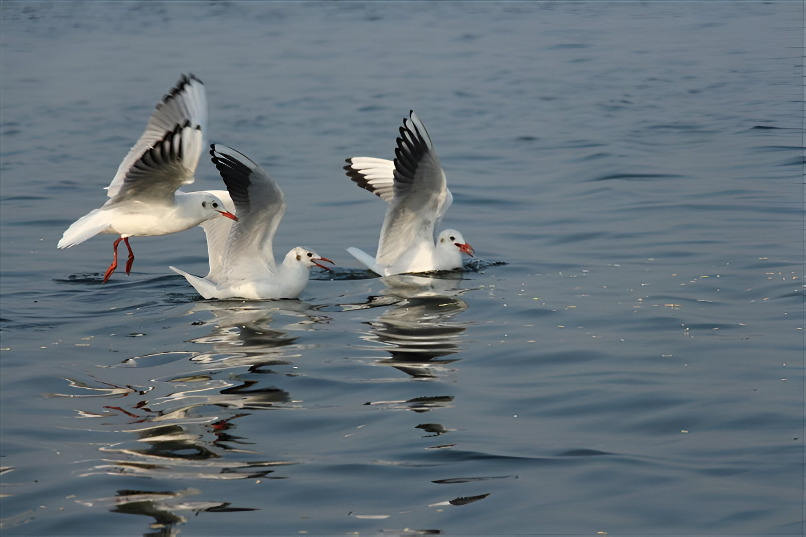 Jayakwadi Bird Sanctuary
