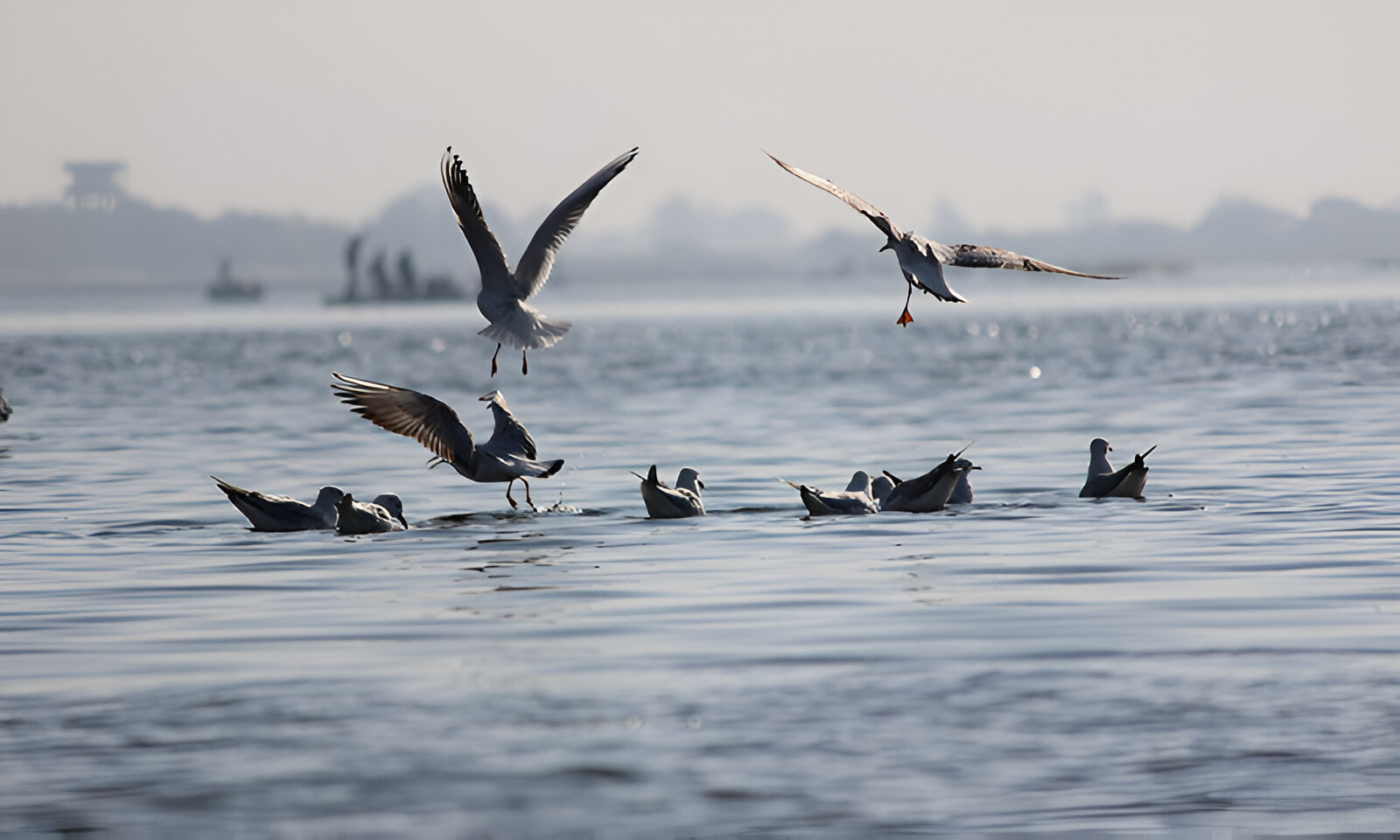 Jayakwadi Bird Sanctuary
