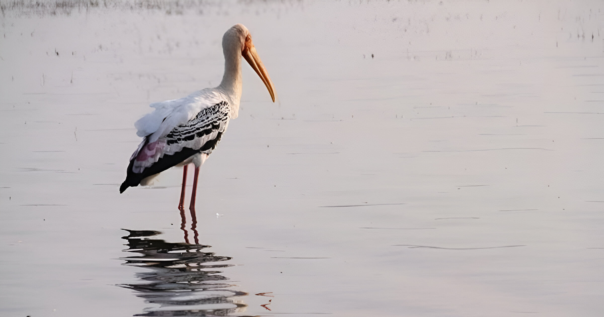 Jayakwadi Bird Sanctuary