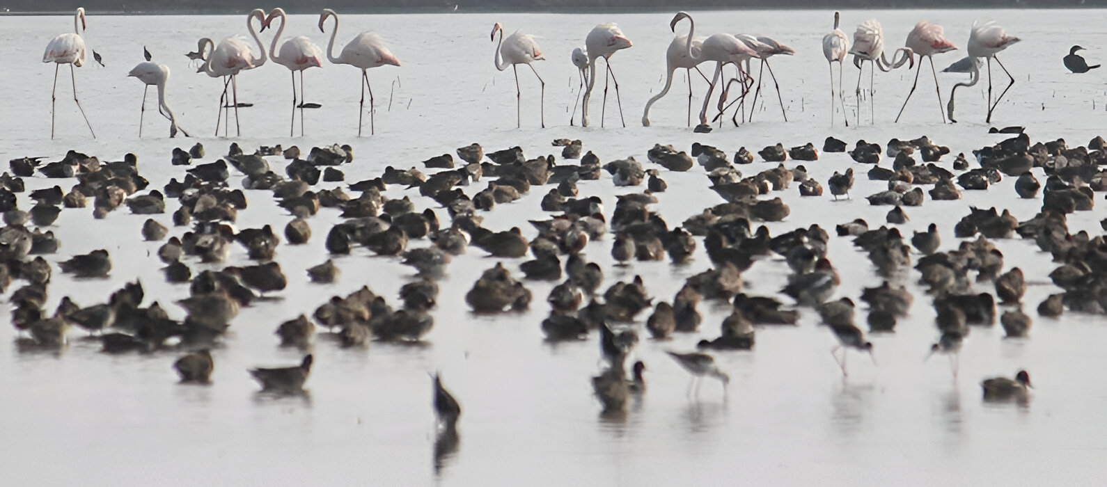 Jayakwadi Bird Sanctuary