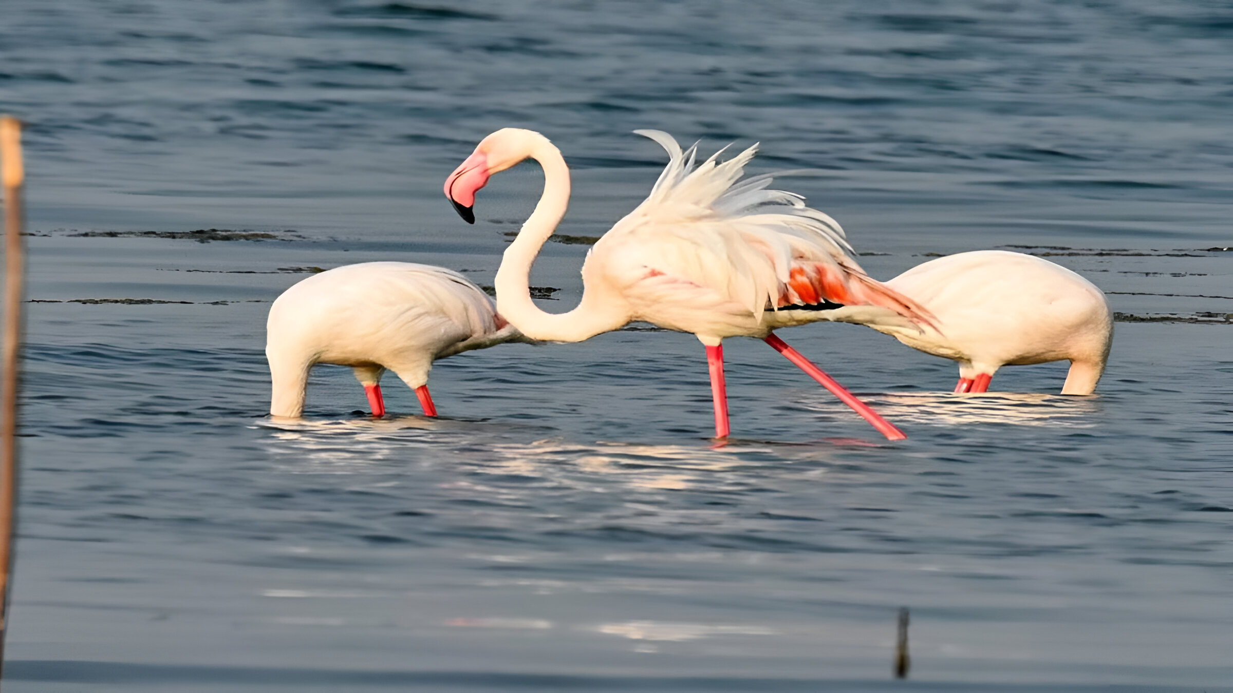 Jayakwadi Bird Sanctuary