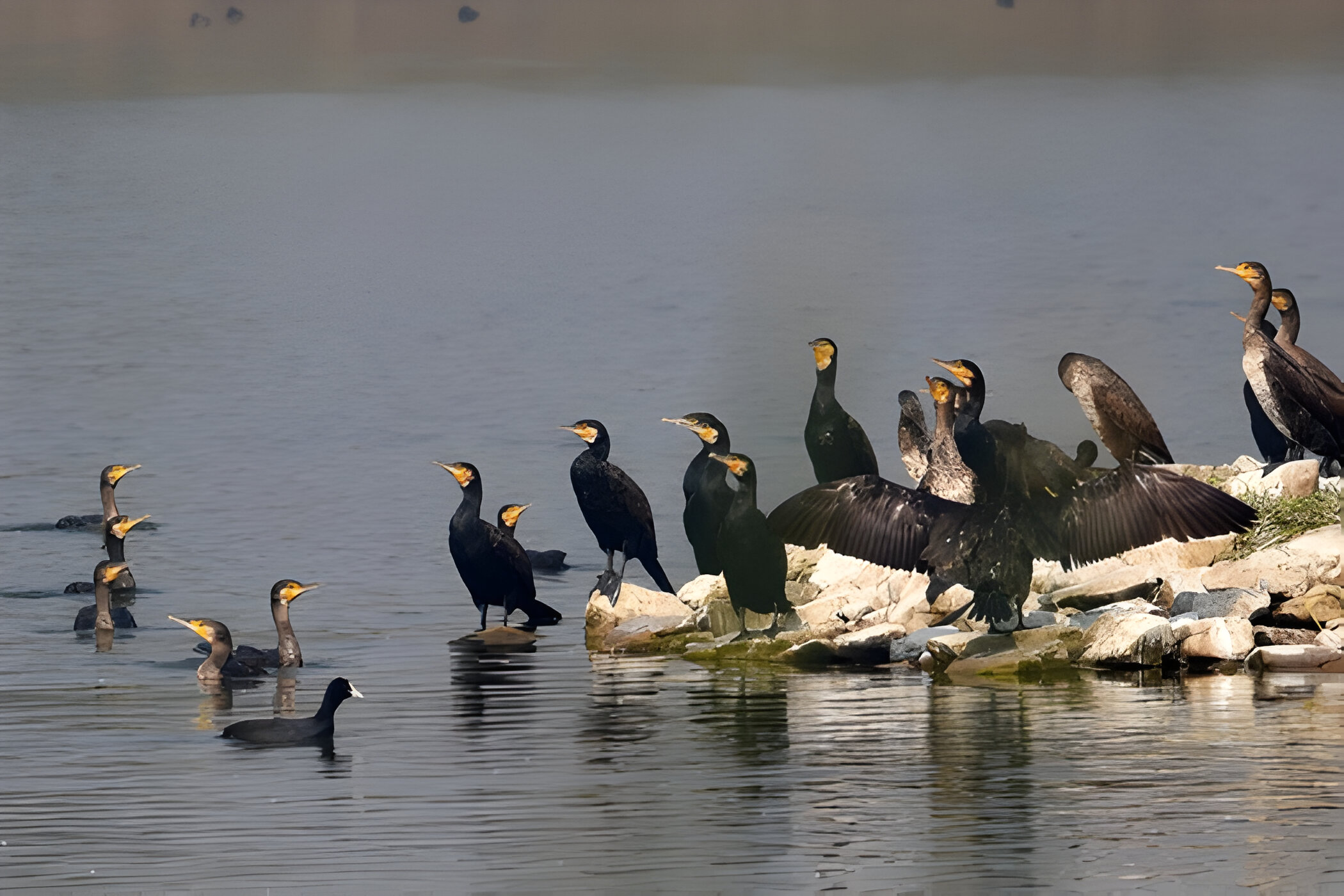 Jayakwadi Bird Sanctuary