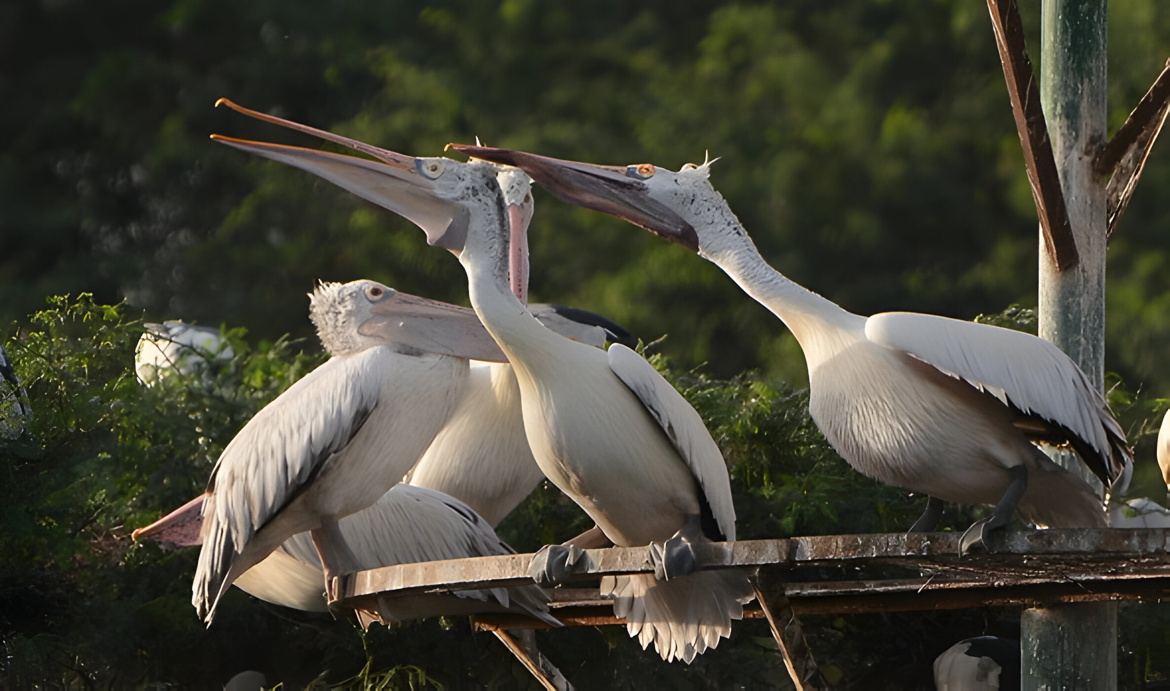 Jayakwadi Bird Sanctuary