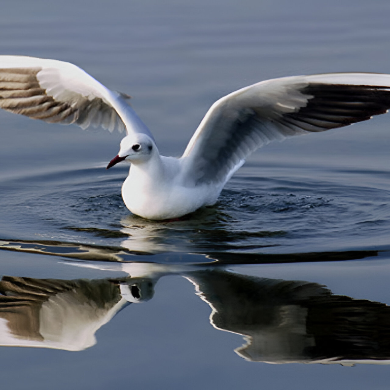 Jayakwadi Bird Sanctuary