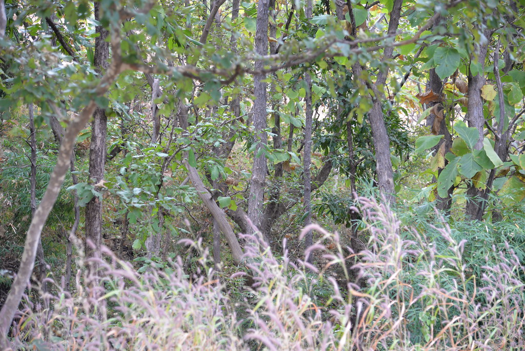 Gautala Autramghat Sanctuary